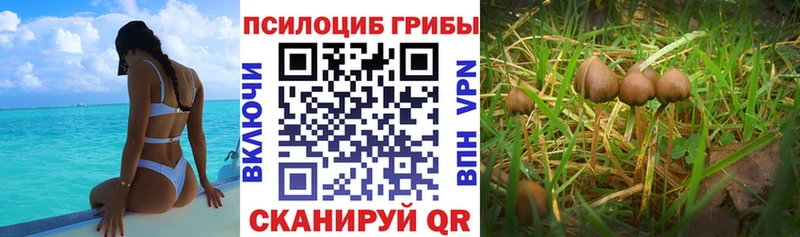 Псилоцибиновые грибы Psilocybe  Макаров 
